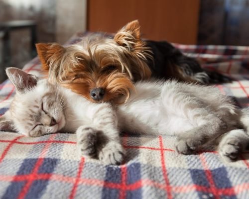 a small dog and a kitten sleep at home